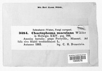 Chaetophoma maculans image